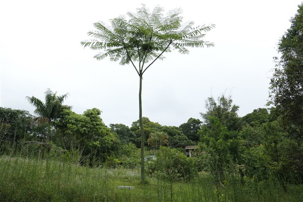 Guapuruvu